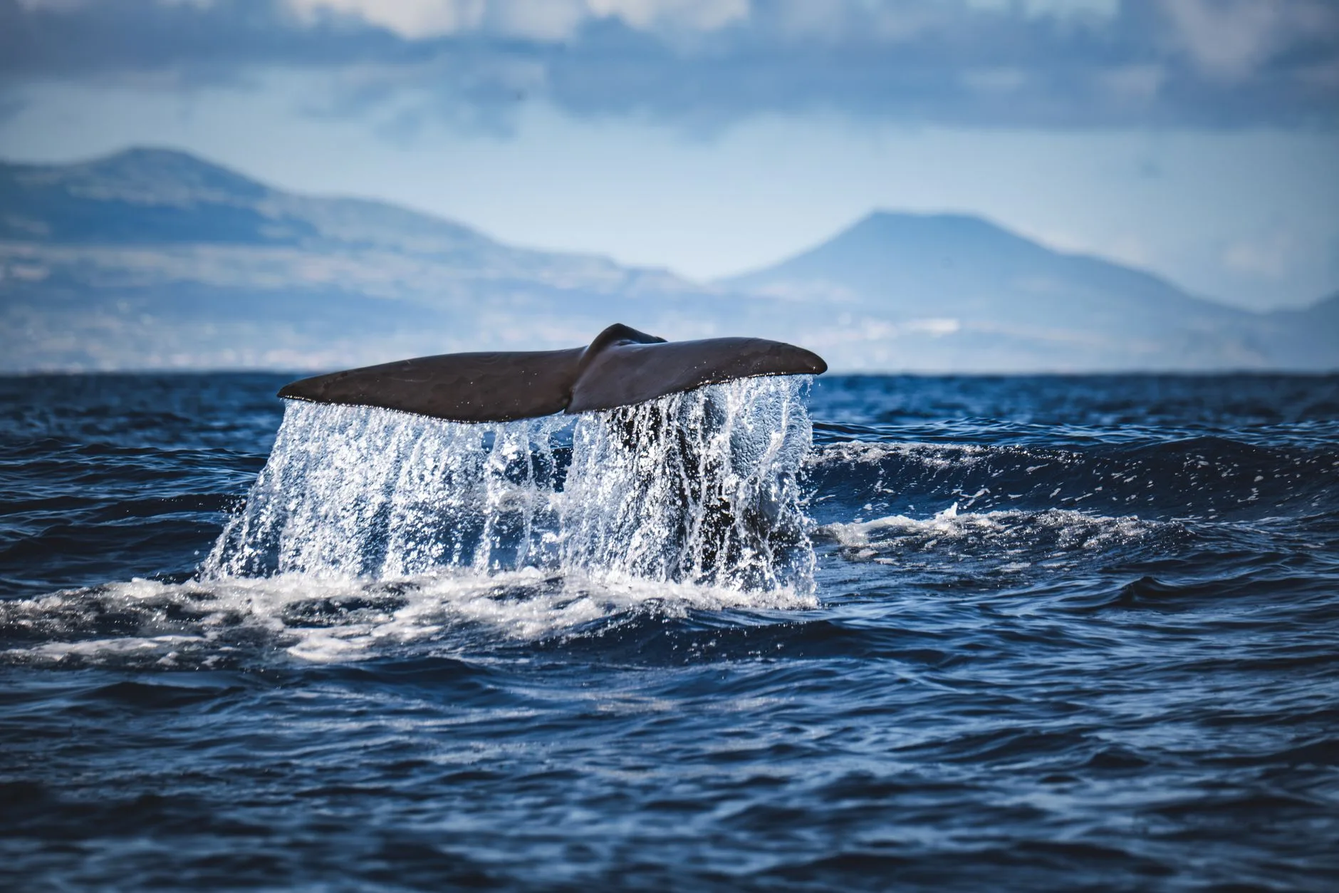 Observation des baleines depuis Faial