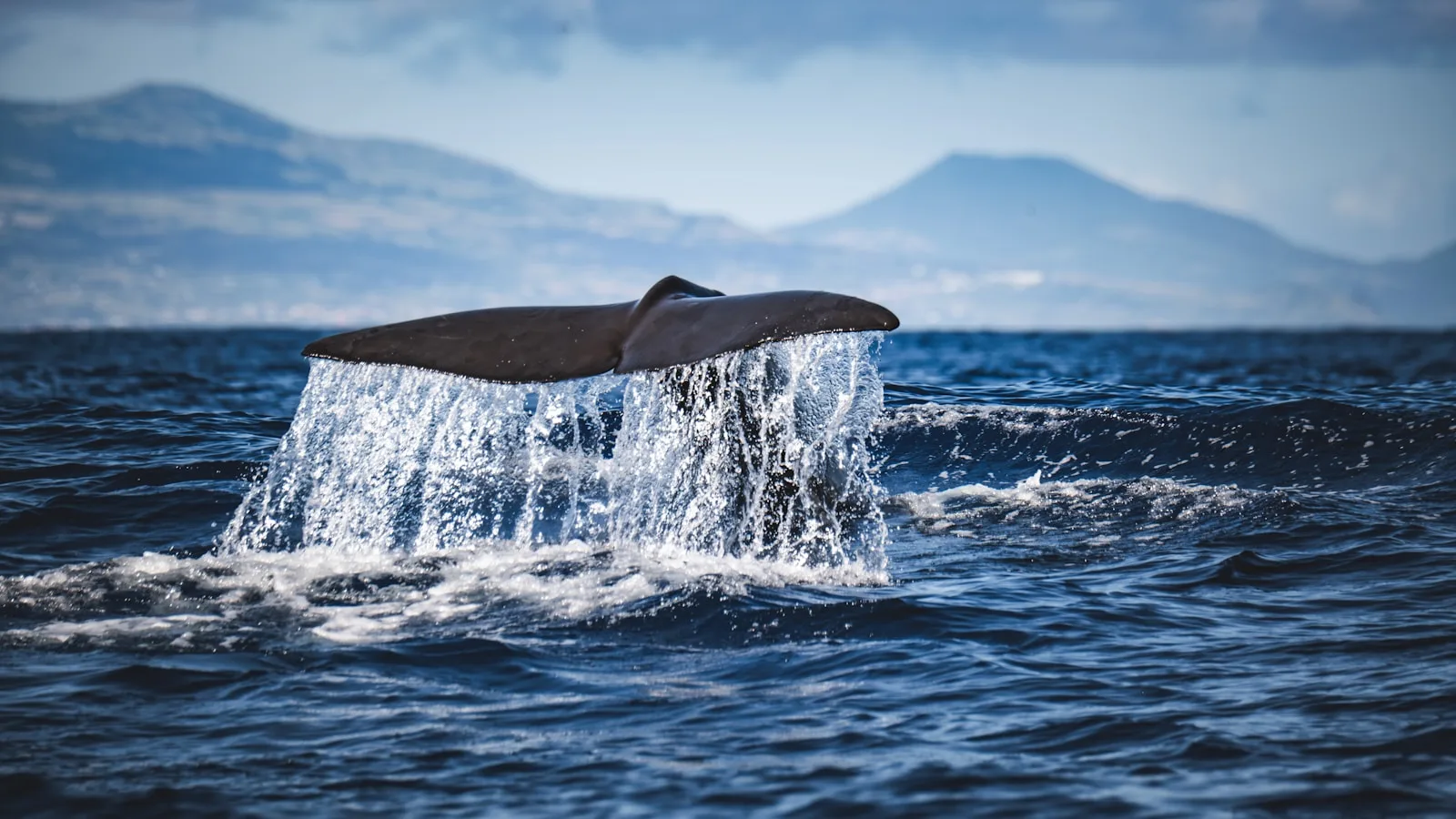 Observation des baleines et plongée