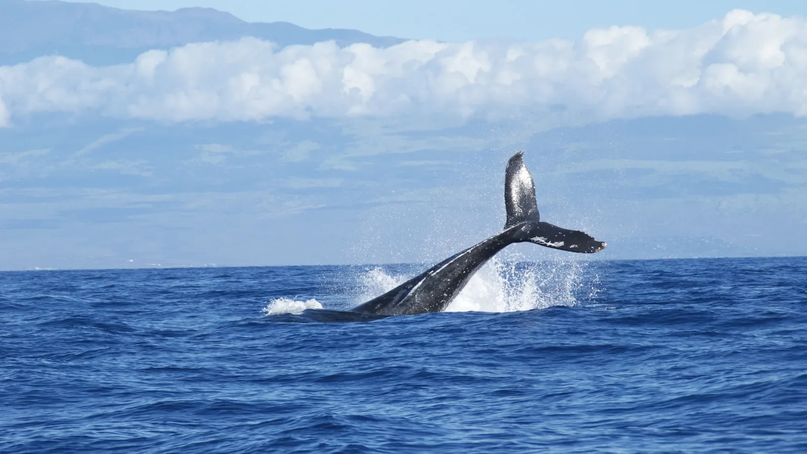 Jour 3 — Lajes do Pico, baleines et mémoire des baleiniers