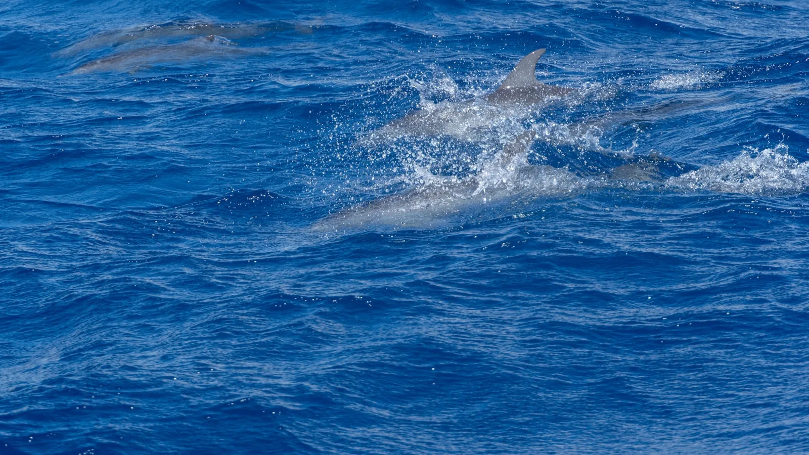 Dauphin commun nageant en surface dans les eaux bleues des Açores