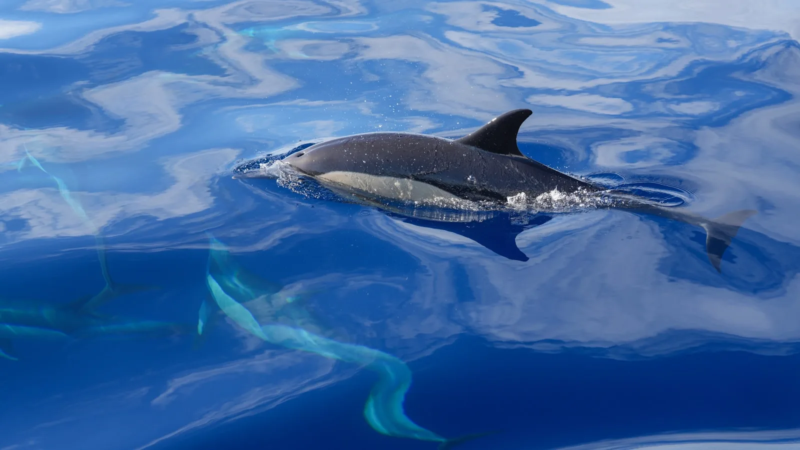 Nage avec les dauphins et les baleines