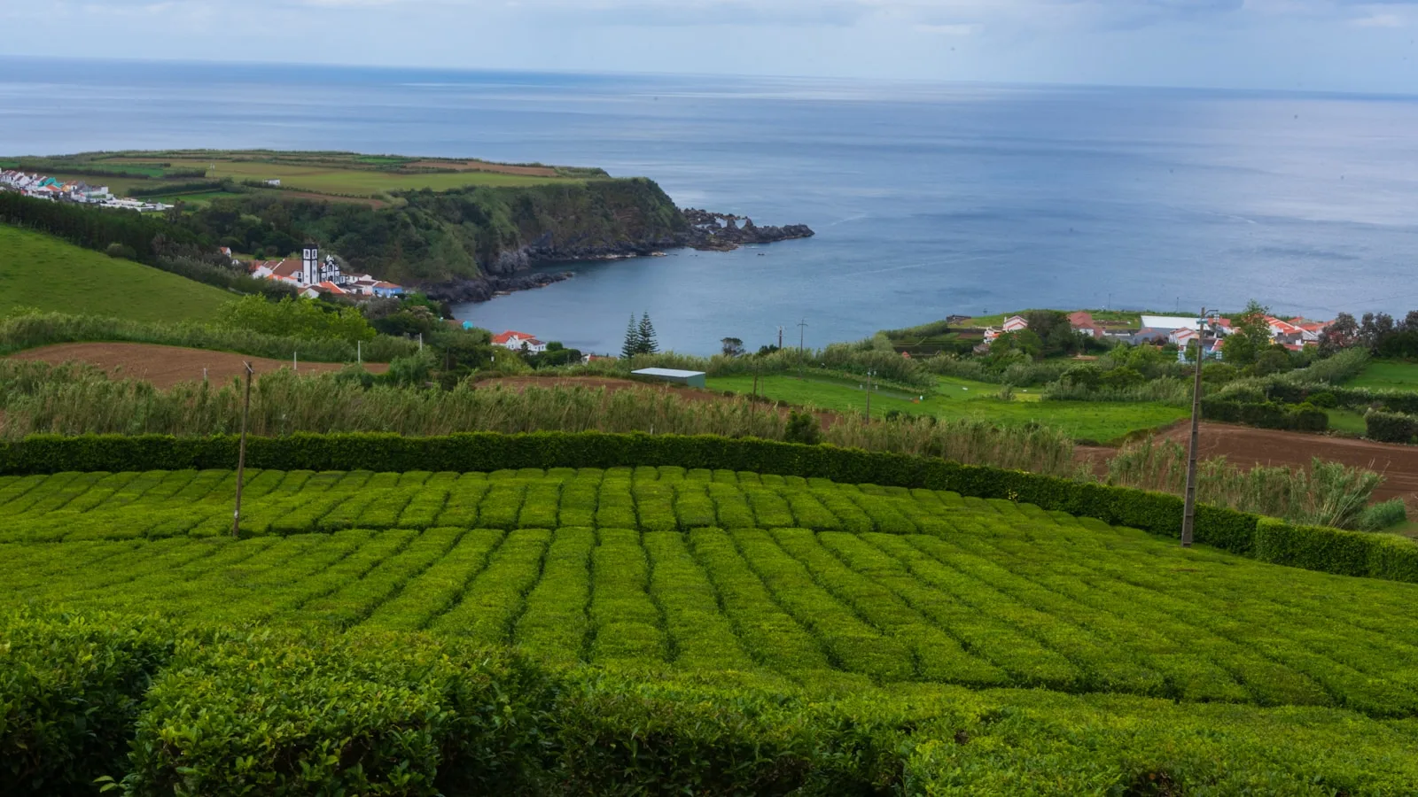 Visiter la plantation Gorreana